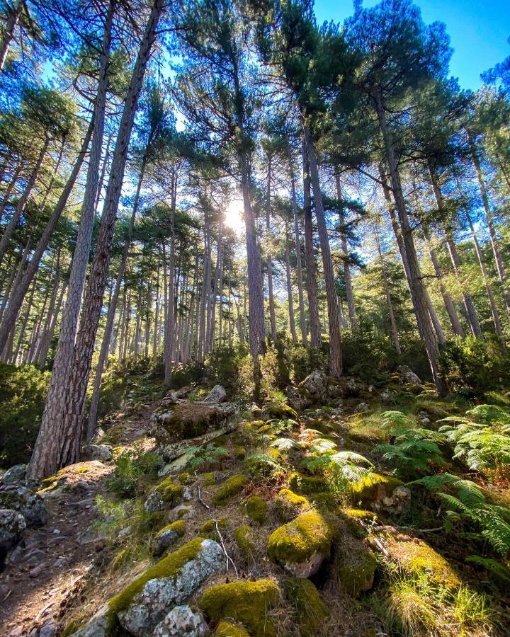 Auberge De La Foret Bonifatu Calenzana Eksteriør bilde